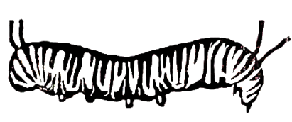 LylaCaterpillar2.png